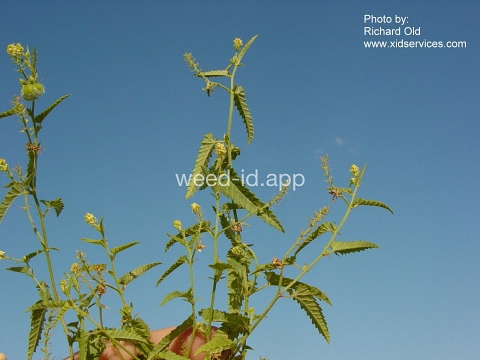 noseburn, nettleleaf